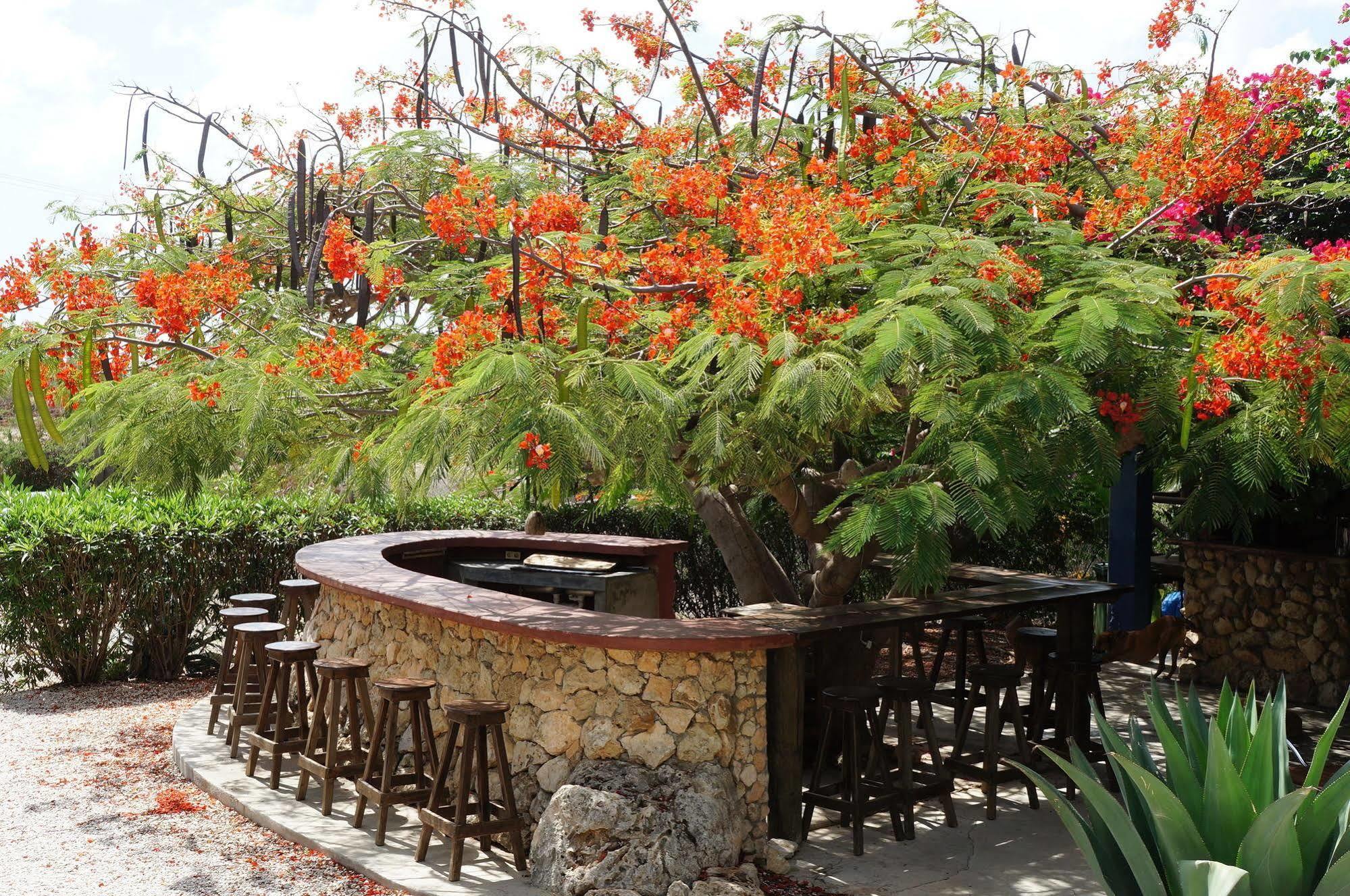 Caribbean Chillout Apartments Kralendijk  Luaran gambar